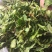 大量供应脱水蔬菜