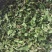大量供应脱水蔬菜