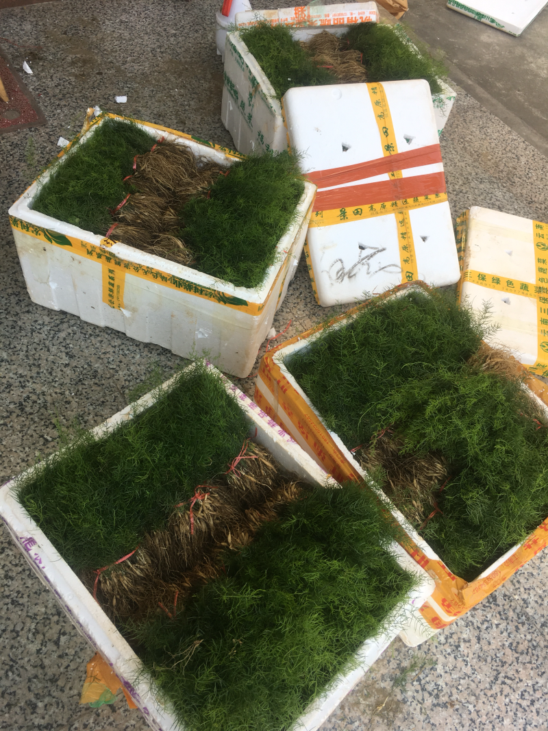 天冬苗（广西良种大天冬种苗）真是好东西哦