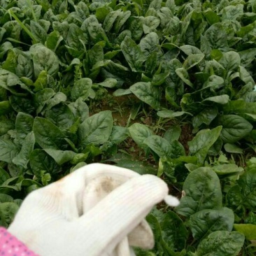 大叶菠菜10~15厘米