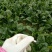 大叶菠菜10~15厘米