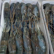 越南青虾，极速冷冻，厄瓜多尔虾