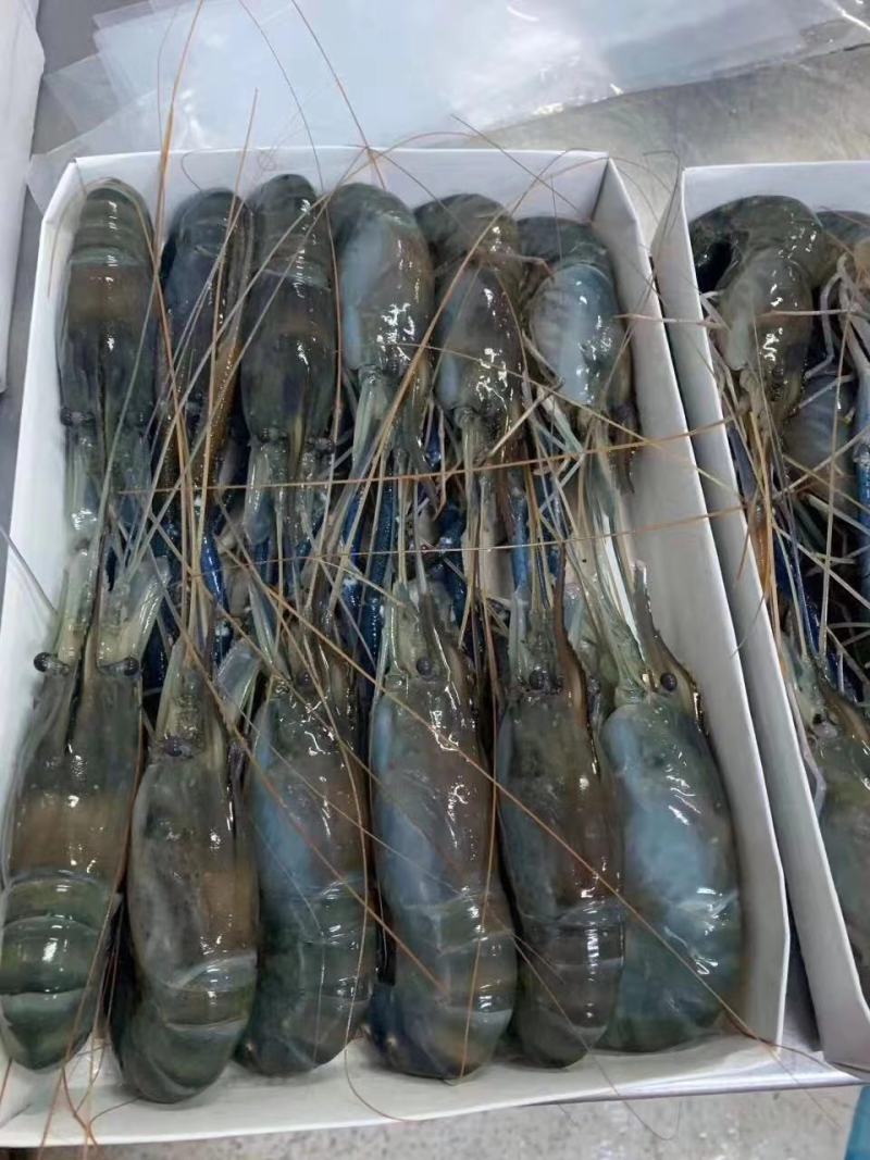 越南青虾，极速冷冻，厄瓜多尔虾