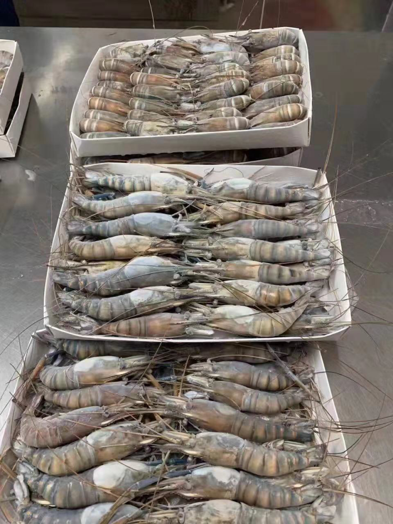 越南青虾，极速冷冻，厄瓜多尔虾