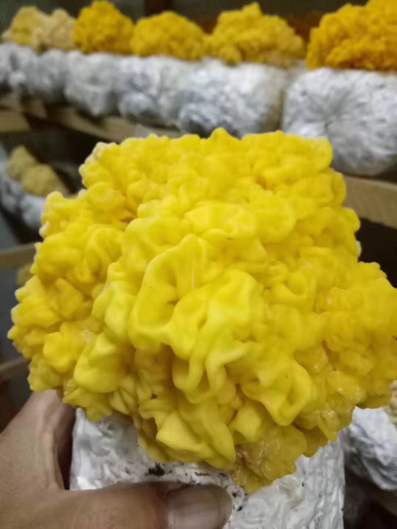 金耳鲜货，全国可发，担保交易