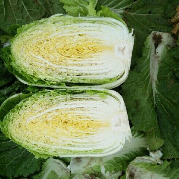 黄心白菜4~6斤净菜