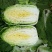 黄心白菜4~6斤净菜
