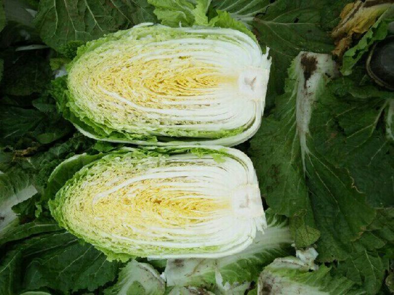 黄心白菜4~6斤净菜