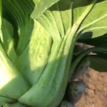 油菜大棵上海青大量现货