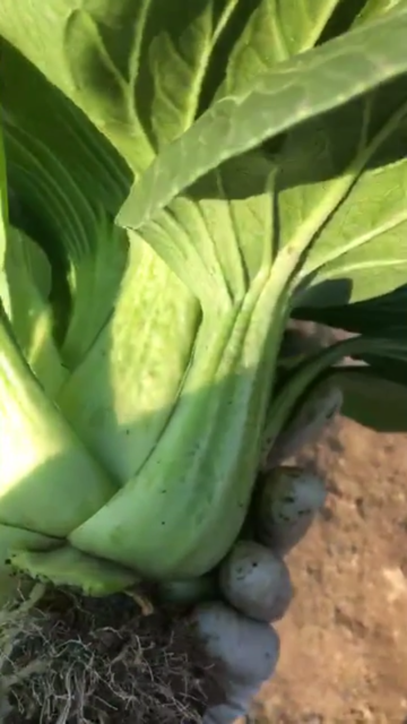 油菜大棵上海青大量现货