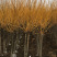 黄金槐3公分到10公分大量现货自己苗圃基地直发