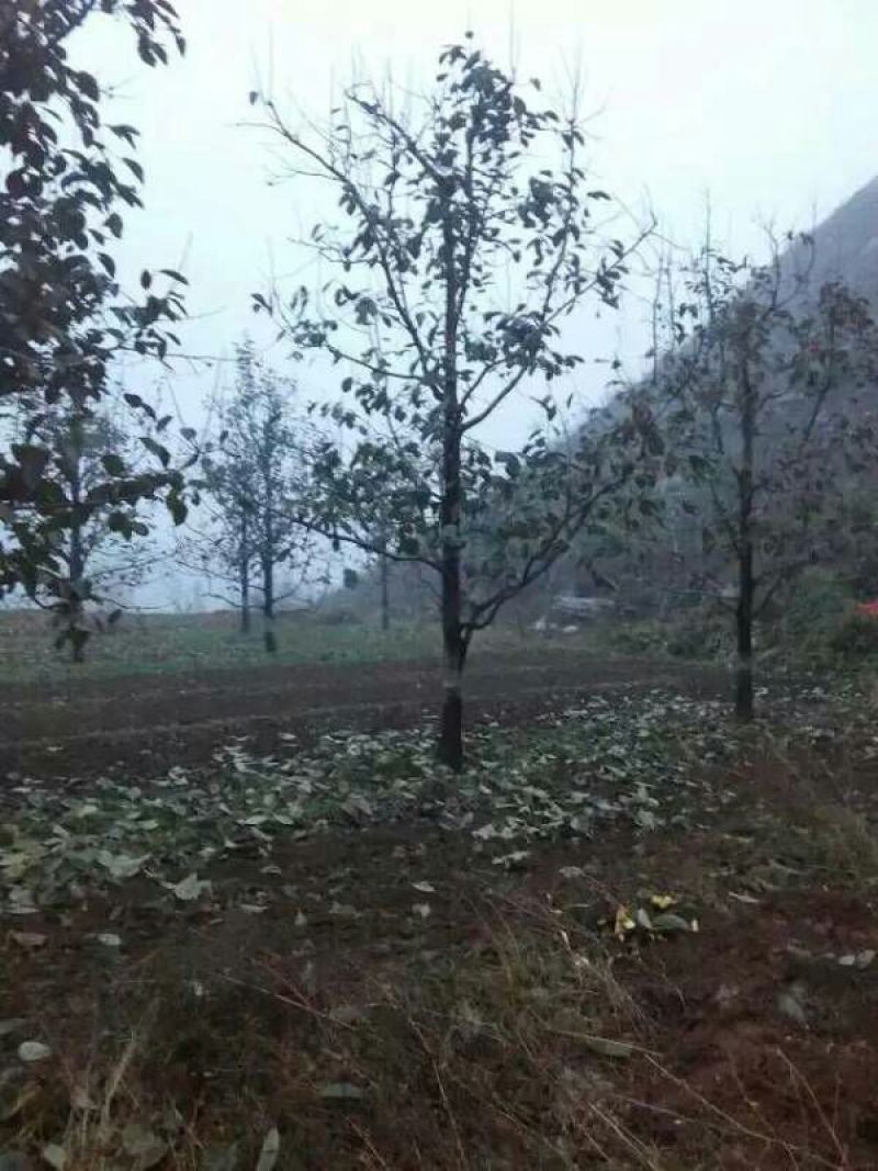 柿树