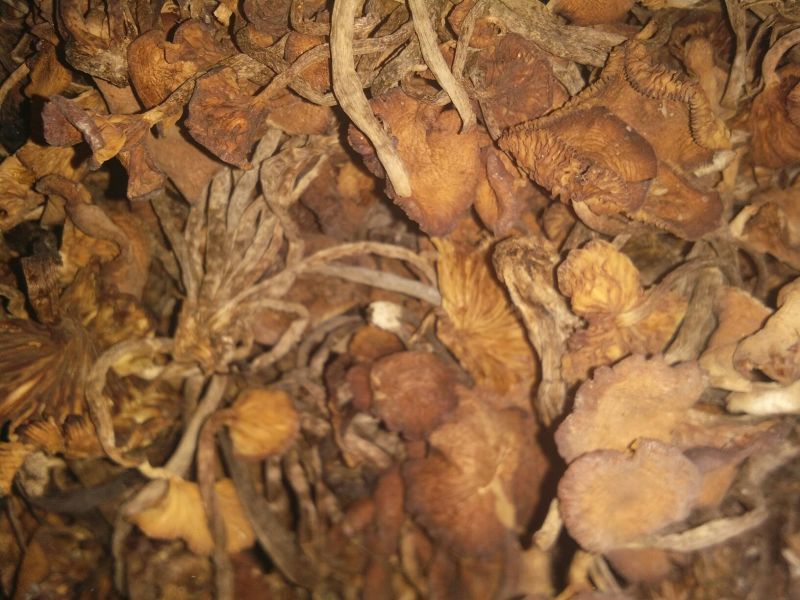 襄阳山上拣的茶树菇10cm野生的一包70斤包邮