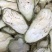 脱水蔬菜