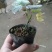 罗汉果苗