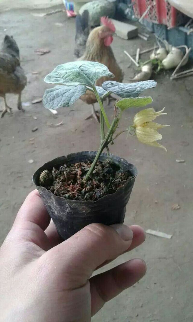 罗汉果苗