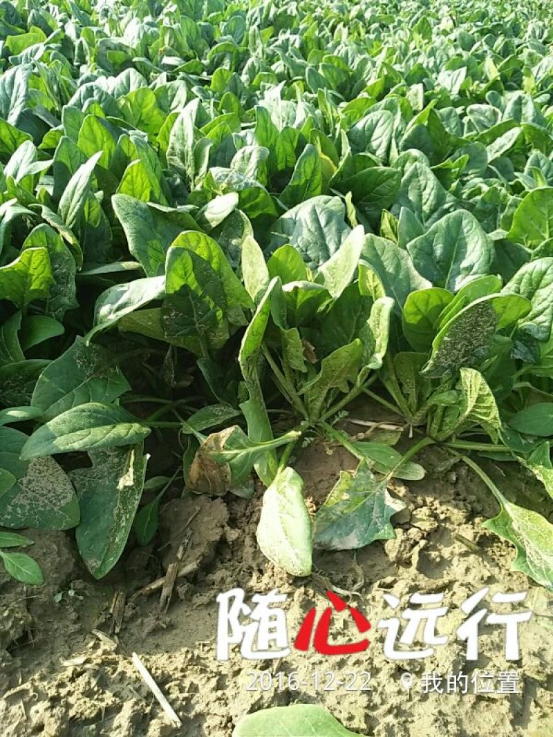 黑叶菠菜15~20厘米