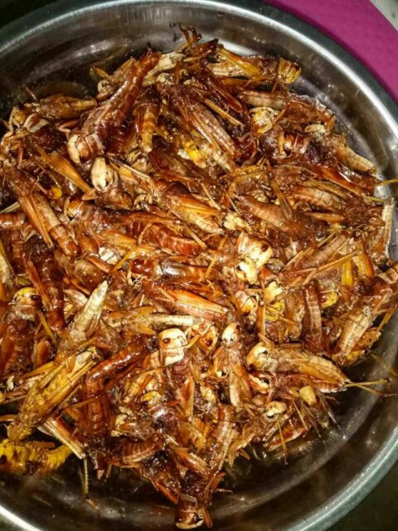 东亚飞蝗食用