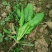大叶菠菜20~25厘米