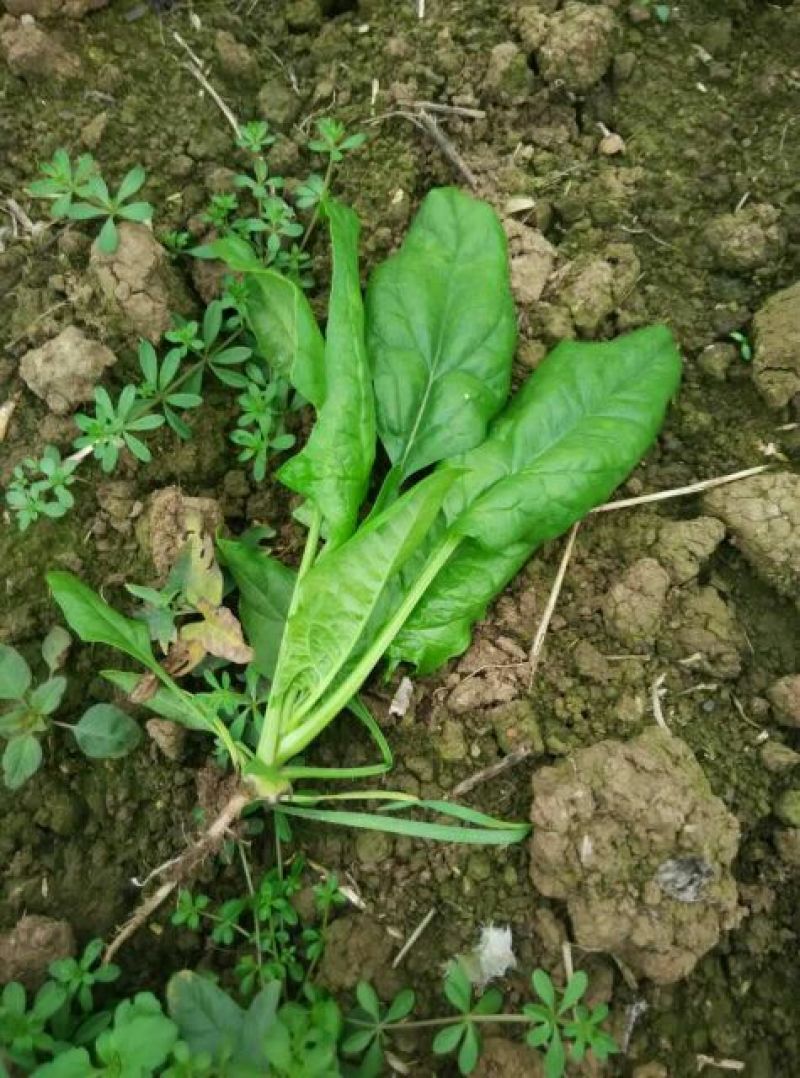大叶菠菜20~25厘米