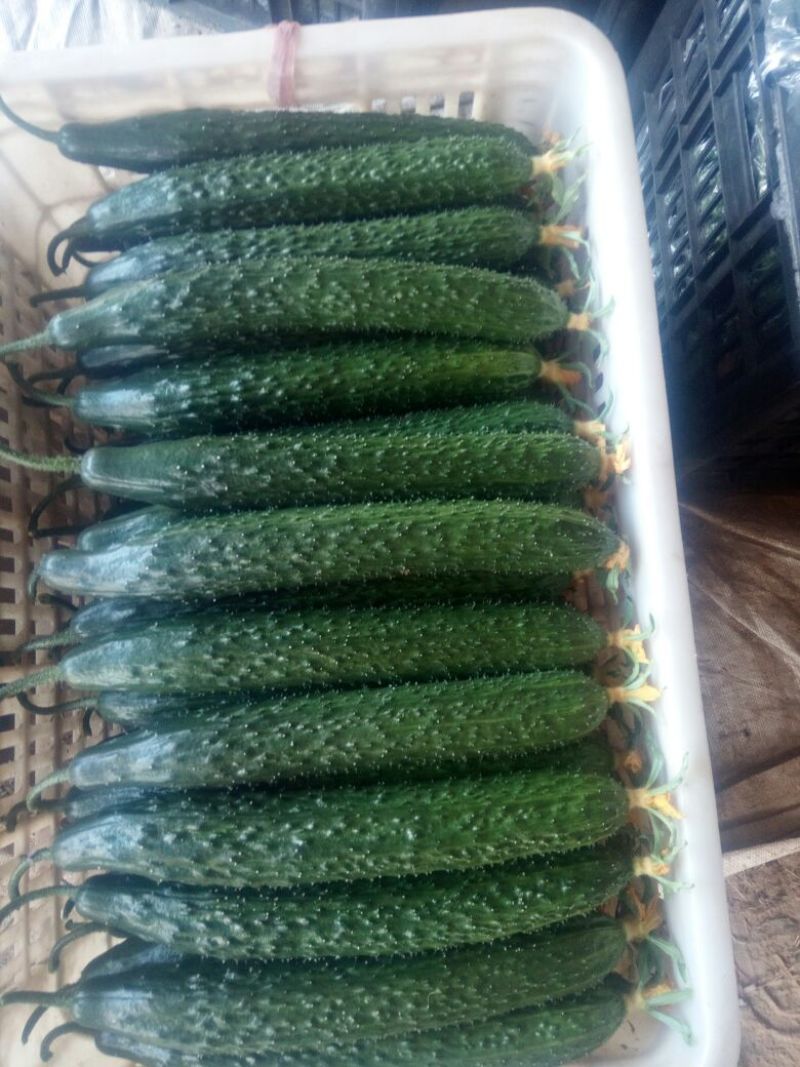 密刺黄瓜鲜花带刺18~22公分