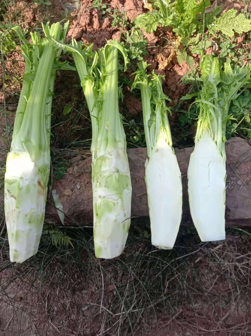 棒菜儿菜