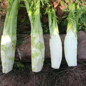 棒菜儿菜