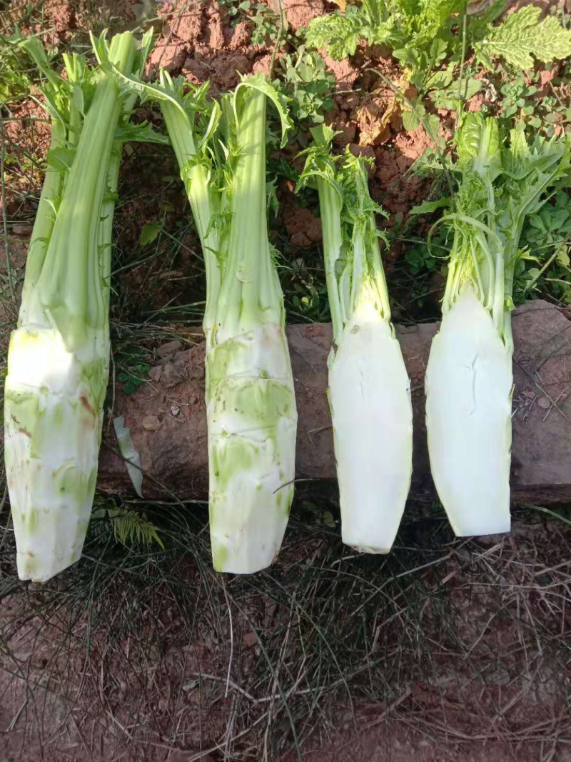 棒菜儿菜