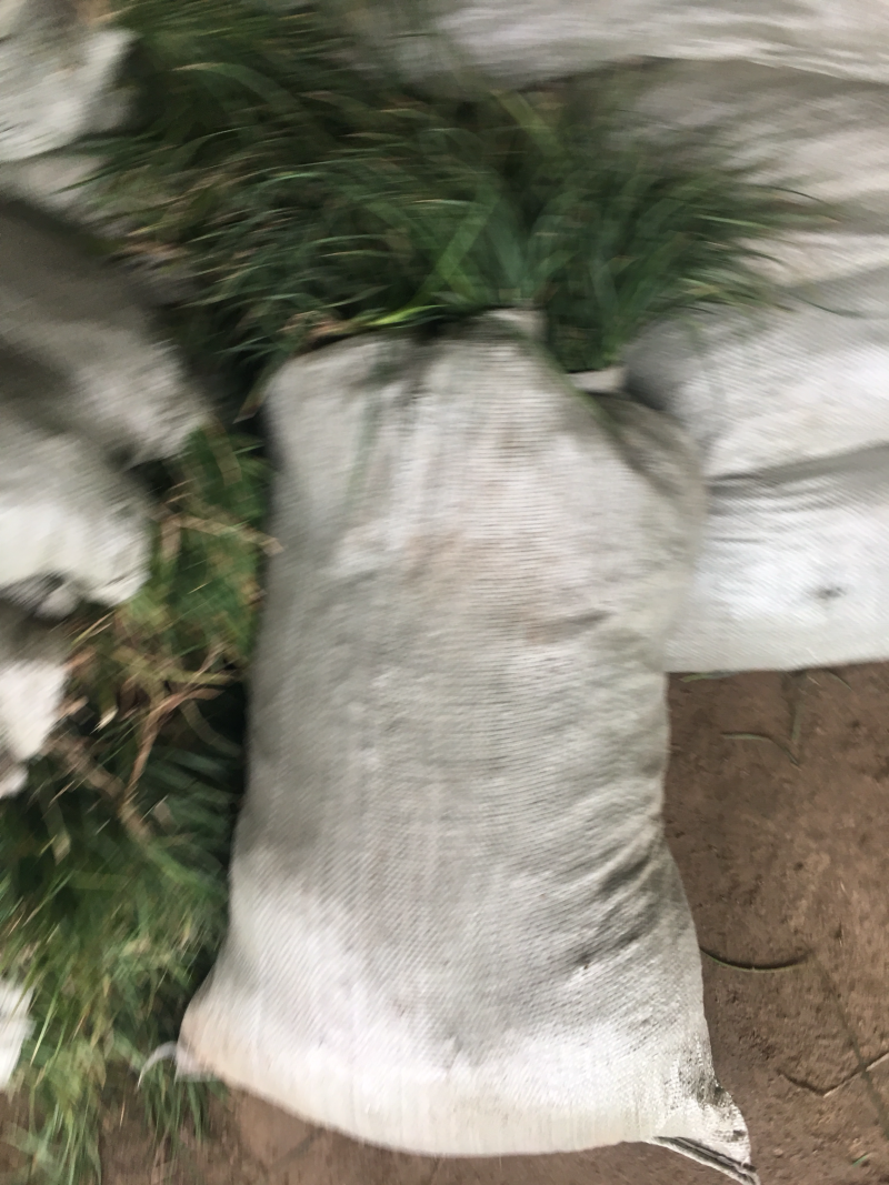 细叶麦冬矮麦冬麦冬草蝴蝶兰提供发票