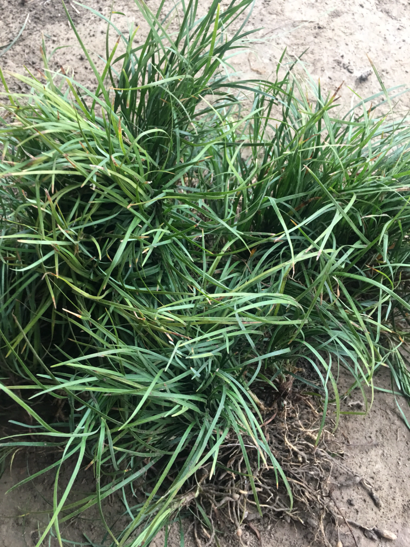 细叶麦冬矮麦冬麦冬草蝴蝶兰提供发票