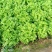 散叶生菜6两~0.78，质量好，价格稳定，诚信经营！
