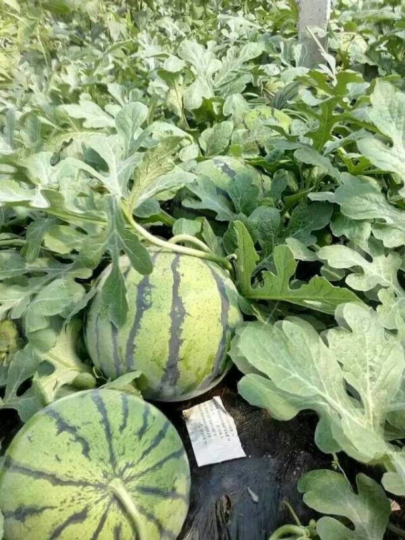 京欣西瓜8斤打底8成熟1茬产地直销