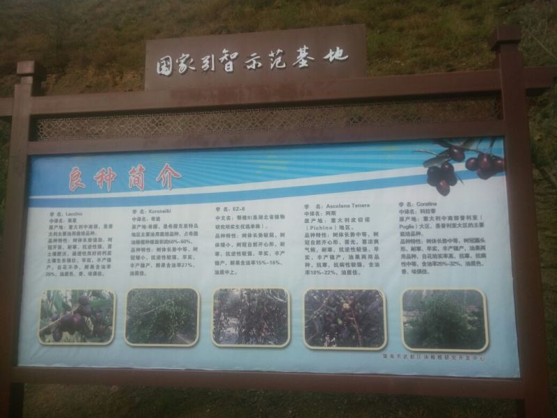 油橄榄