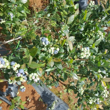 蓝莓鲜果6~8mm以上