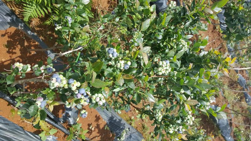 蓝莓鲜果6~8mm以上