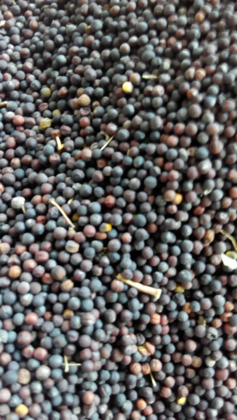 湖北精选定包优质油菜籽常年供应，货源充足