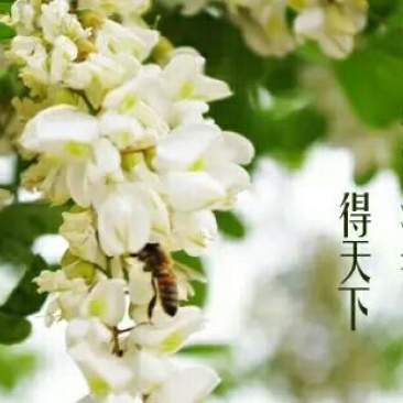 原生态大山深处自家蜂场速冻鲜蜂王浆