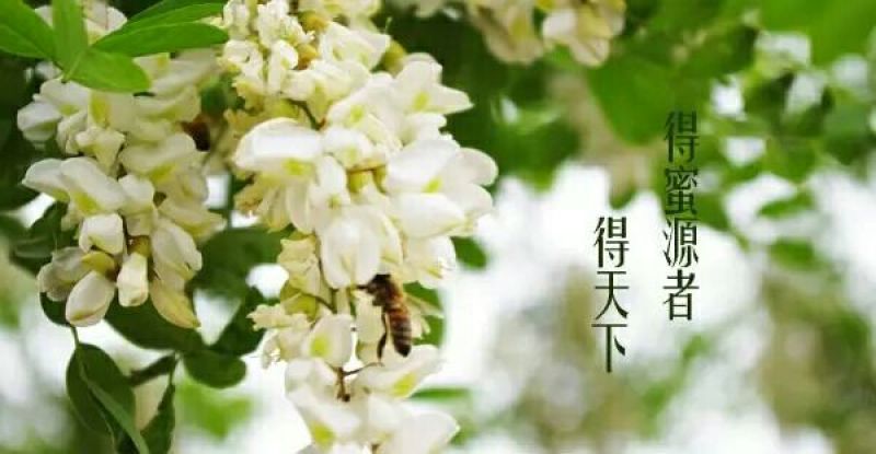 原生态大山深处自家蜂场速冻鲜蜂王浆