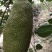 一号菠萝蜜