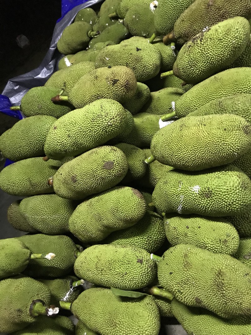 一号菠萝蜜