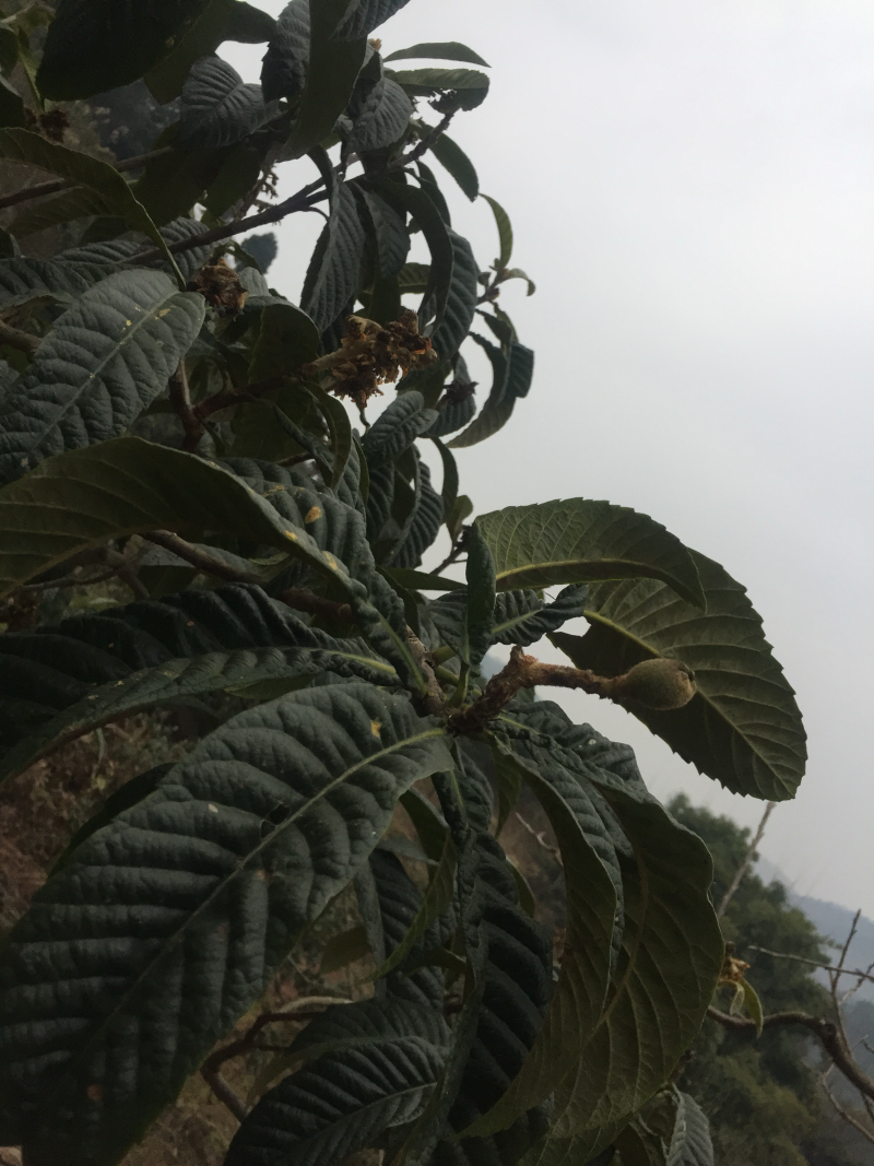 无公害枇杷叶，是正宗龙泉山的！