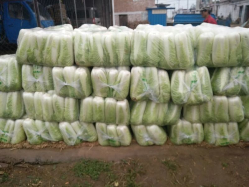山东肥城北京新三号大白菜大量供应中，冷库储存。净菜毛菜