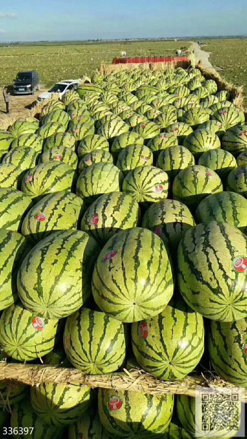预售，金花一号，旱地石头瓜