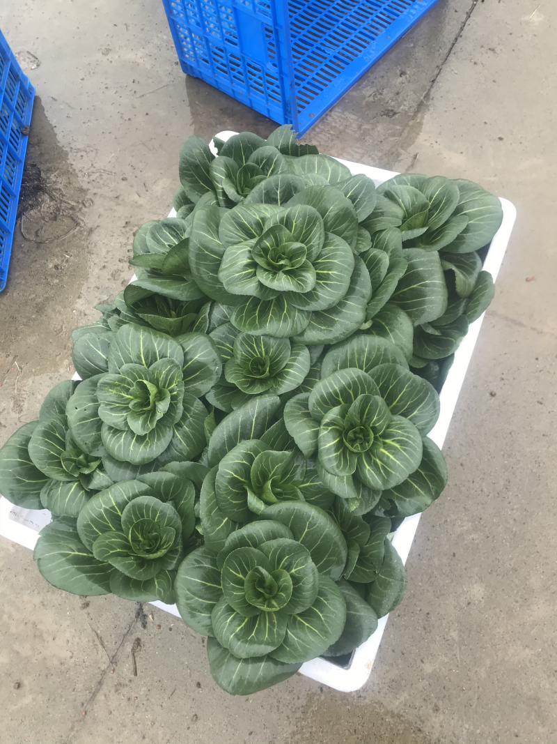 苏帅矮箕叶菜