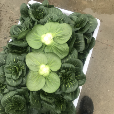 苏帅矮箕叶菜