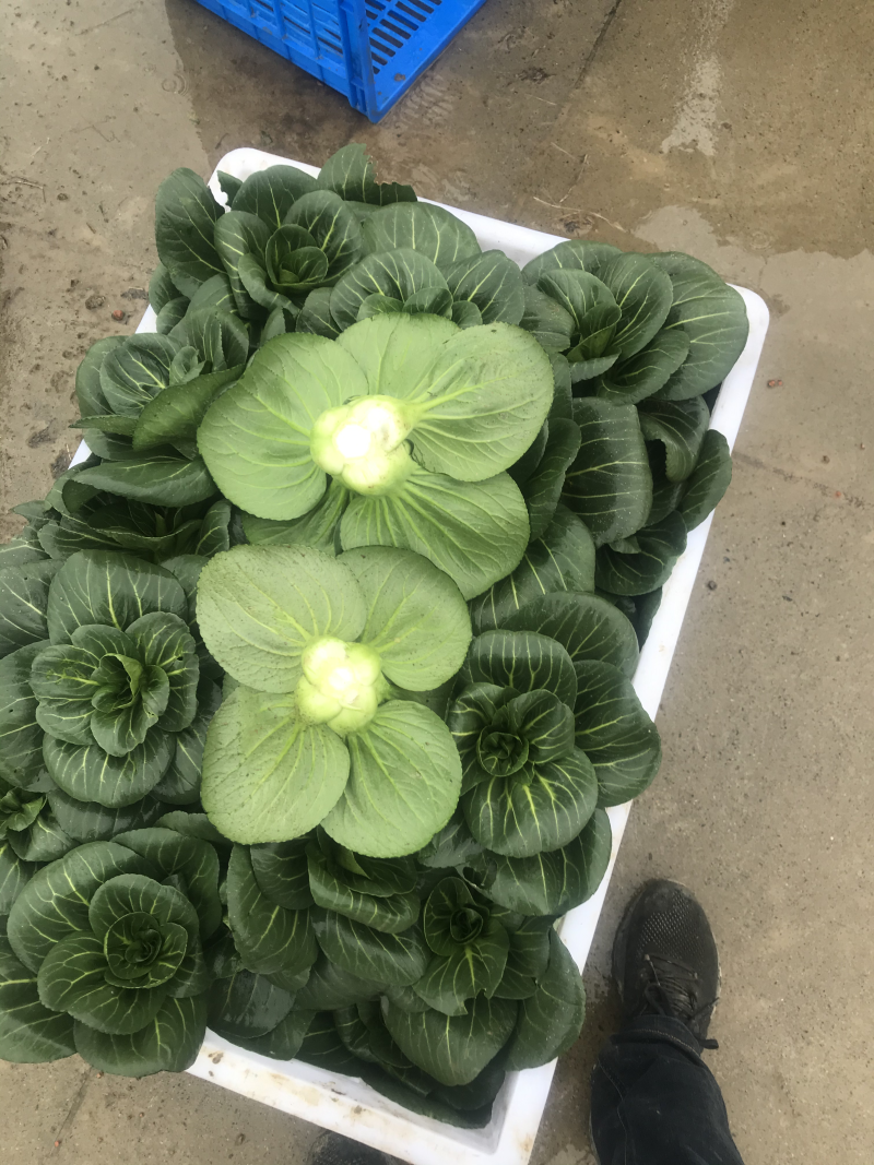 苏帅矮箕叶菜