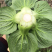 苏帅矮箕叶菜