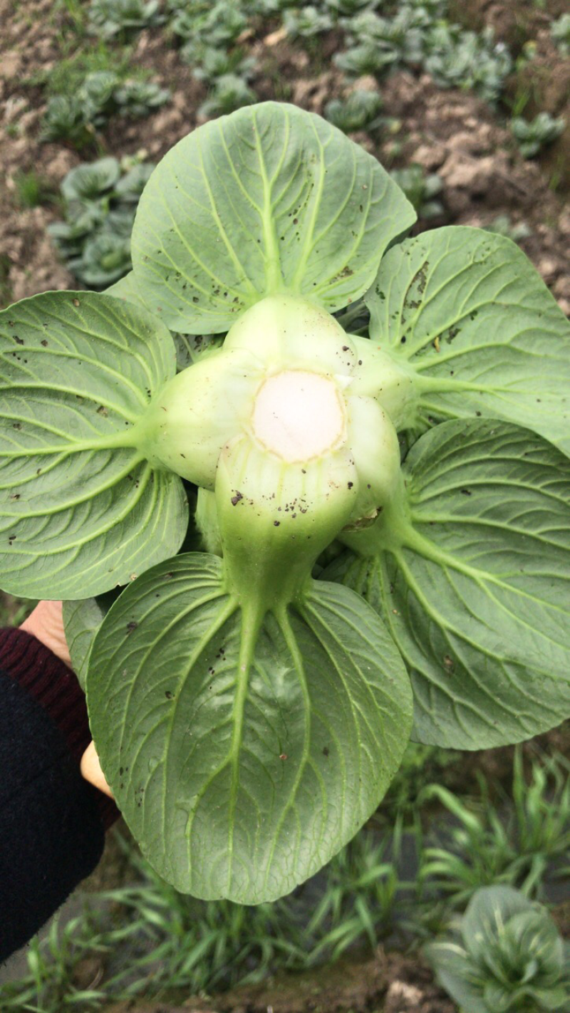 苏帅矮箕叶菜