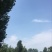 池鲤鱼