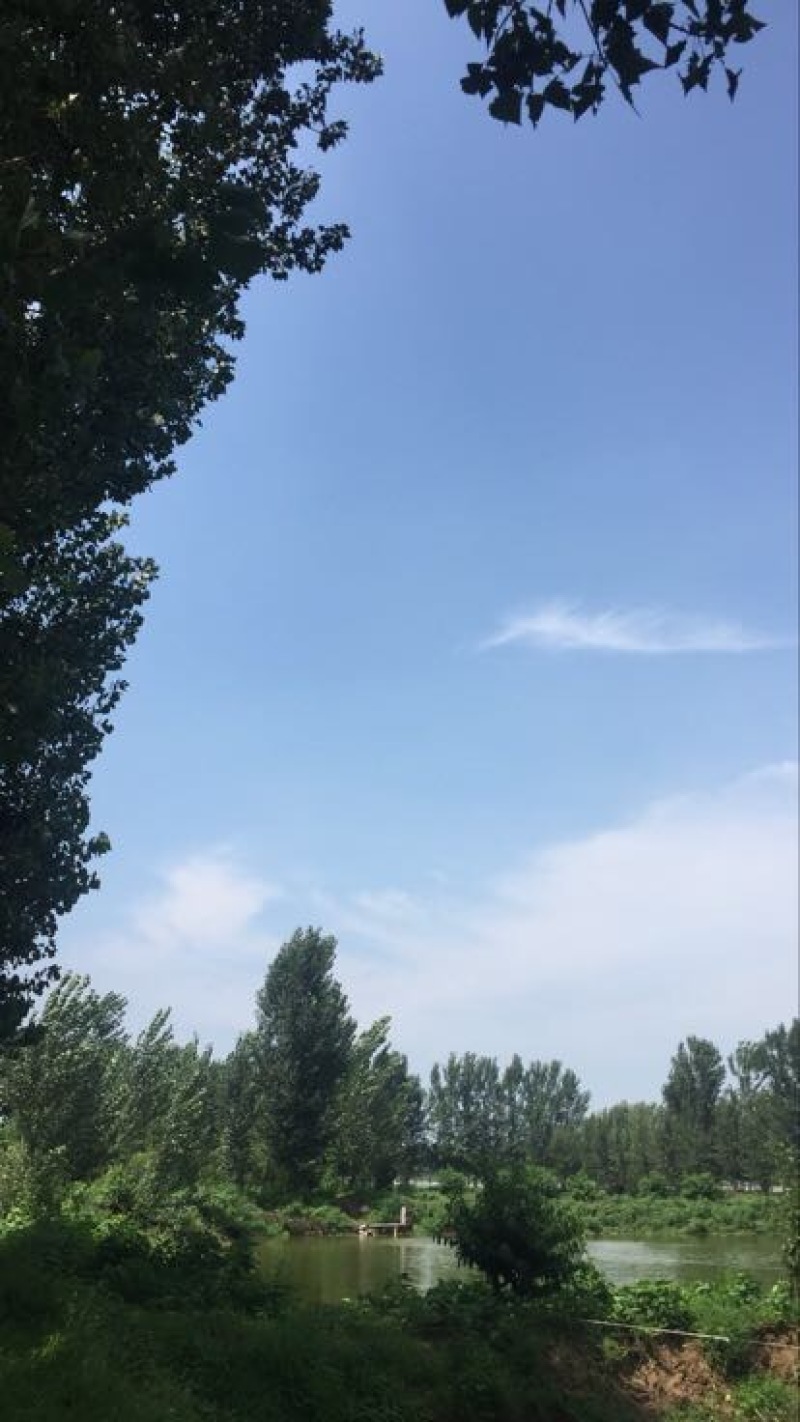 池鲤鱼